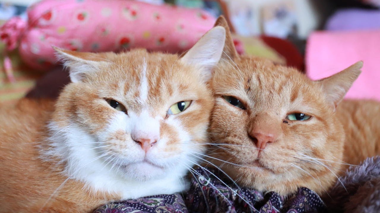 へっぽこ猫　まとめ買いページ 今日も何も起こりません💭💭💭 (平和) · #ダンボール箱大好き