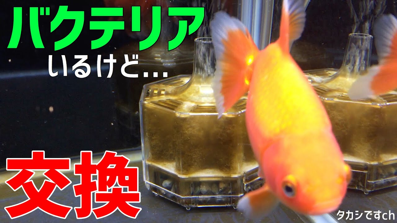 金魚水槽濾過フィルター 生物濾過バクテリアいるけど ろ材交換 Youtube