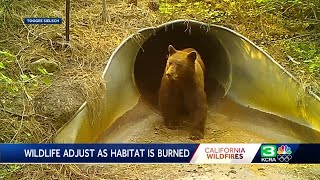 Caldor Fire: Experts weigh in on wildfire effects on Tahoe area bears, other animals