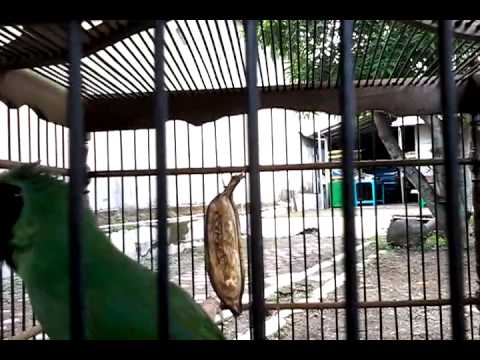 Burung cucak ijo/hijau kesurupan
