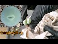 Распаковка посылки с литопсами и conophytum. Растения. Суккуленты. Unboxing