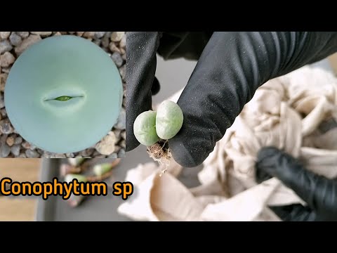 Video: Pestovanie Sukulentov Bez Stopiek - Litopy (Lithops) A Conophytum (Conophytum)