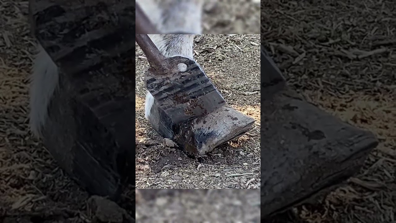 Reviving Tradition: Donkey Hoof Trimming in Rural China