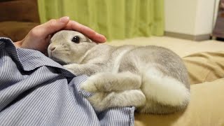 今日はずっとかいぬしの膝のうえにいると決めたうさぎさん