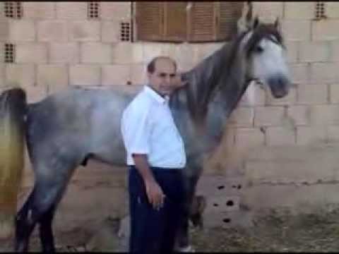 cheval arabe ouedkniss