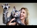 THE WOLF CAT - The Lykoi の動画、YouTube動画。