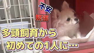 多頭飼育から初めて1人になるチワワ【幸せのお届け】