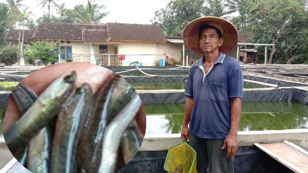 TEKNIK PEMIJAHAN IKAN GABUS DI KOLAM TERPAL 