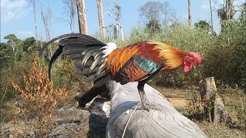 qaib dib daj qua ntog qua zoo02076871099wathapp.02054041868