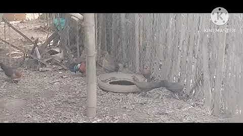 saib​ me​ nyuam​ qaib​ Dib​ qaib qus​ pom​ 1 zoo nkauj​ heev​