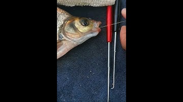 Cây gỡ lưỡi câu cá diếc, cá chép, cá rô siêu tốc 1 chạm #1k  #fishing #shorts