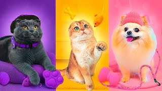 видео: Живем ОДИН ДЕНЬ по ЦВЕТАМ с ПИТОМЦАМИ | Розовый 💖 Фиолетовый 💜 Желтый 💛 | 24 ЧАСА по ЦВЕТАМ с КОШКОЙ картинка: Живем ОДИН ДЕНЬ по ЦВЕТАМ с ПИТОМЦАМИ | Розовый 💖 Фиолетовый 💜 Желтый 💛 | 24 ЧАСА по ЦВЕТАМ с КОШКОЙ