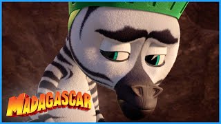 The Animals Comfort Marty Dreamworks Madagascar