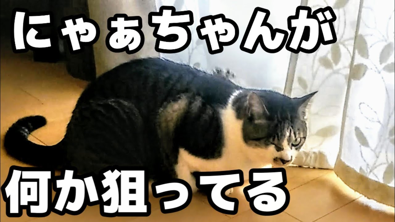 猫 かわいい 癒し デブ猫 にゃぁちゃんが何かを狙ってる かわいい猫ブログ 猫 かわいい 癒し デブ猫 にゃぁちゃんが何かを狙ってる かわいい猫ブログ