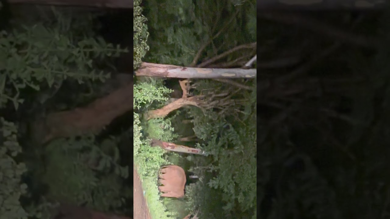 Sathyamangalam Wildlife Western Ghats Biligiriranganatha Swamy Temple Wildlife Sanctuary