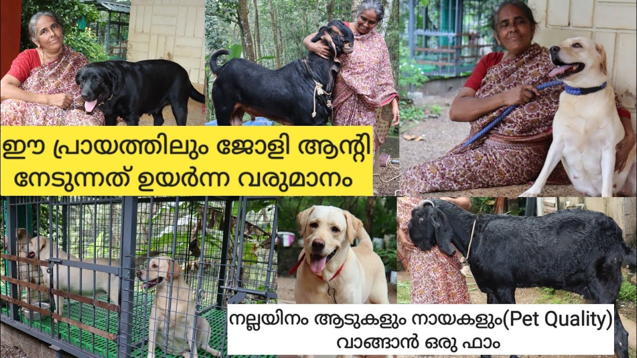 Labrador kennelപ്രായം തളർത്താത്ത പോരാളിGoat Farming KeralaLabrador