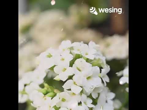 7月怀念李逸41周年名曲：但愿长相随