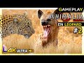 Jattaque des hynes mais   animalia survival 4k60  gameplay fr