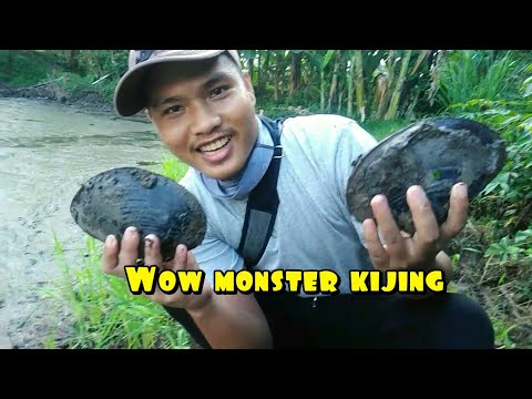 KIJING BESAR/KERANG BESAR noclickbait - YouTube