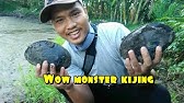 Mengolah Kijing Besar Air Tawar - 66 Resep Masakan Kijing ...