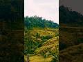 What nature and culture looks like #shorts #bali #travel #ubud