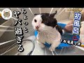 野良歴10年超の野良猫保護して初めてのお風呂がヤバ過ぎた…