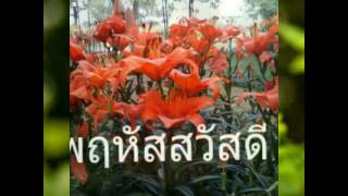 3 ส งหาคม 2016