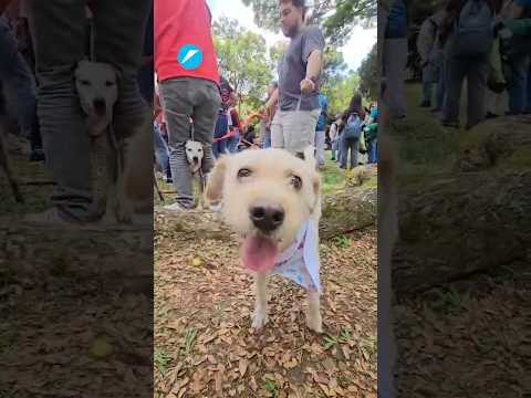 Así fue la jornada de adopción de perritos en el barrio El Ingenio de Cali | El País Cali