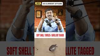 Why India’s River Turtles Are Disappearing🐢🌍|Ganges Softshell Turtle|IAS Current Affairs| IAS Factor