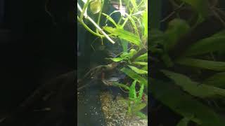 #aquarium #plantedtank