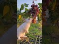 Cute Rabbit Stealing Fresh Grapes 🍇🐰#rabbit #cutepets #trending #shortsviral #millionsviews