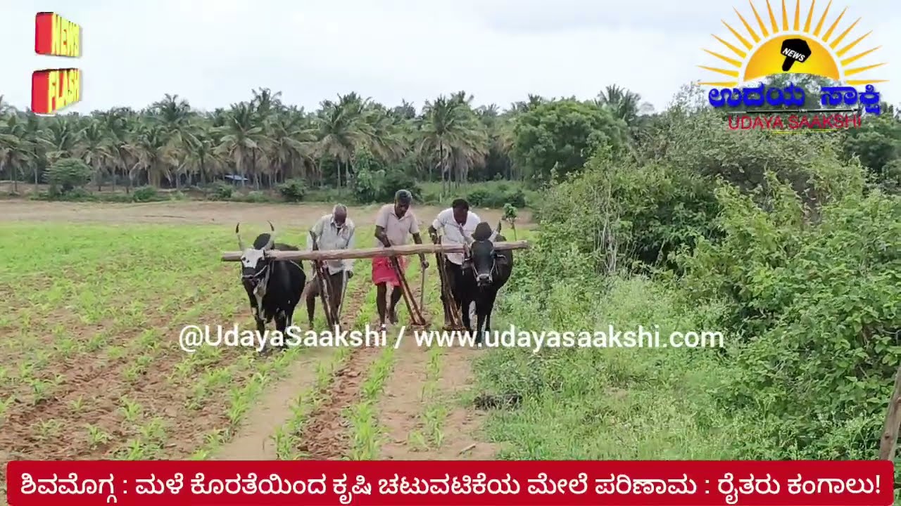 shimoga rain news | ಶಿವಮೊಗ್ಗ | ಮಳೆ ಕೊರತೆಯಿಂದ ರೈತರು ಕಂಗಾಲು..! |