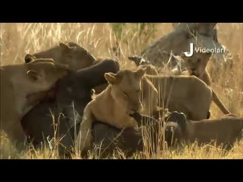 OMG vouu top Battle  King Lion vs Wild Dogs   Big Cat King Lion ლომი-აფთარი-ბრძოლა--Animal Attacks