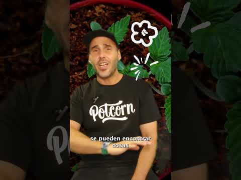 Cómo elegir tu genética ideal | CULTIVO DE CAMPEONES