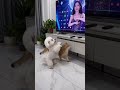 The cat said “TV time is over!” 😹📺🐶#short #viralshort #funtv #funnyvideos