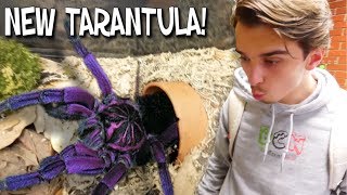 WE GOT A SUPER RARE GIANT PURPLE TARANTULA!! | BRIAN BARCZYK