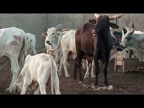 Vidéo: Forage exploratoire : caractéristiques, équipements. Assistant foreur pour les forages de production et d'exploration