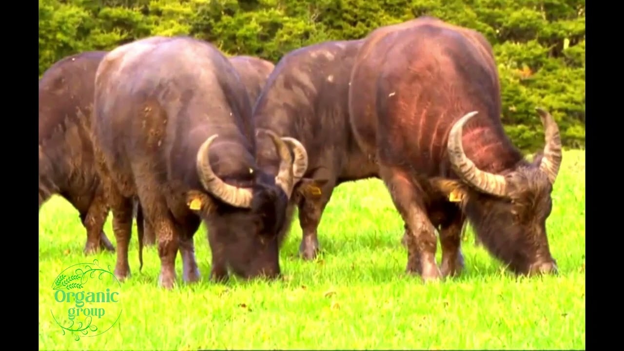 Organic Group | Buffalo Farming | Kathmandu, Nepal