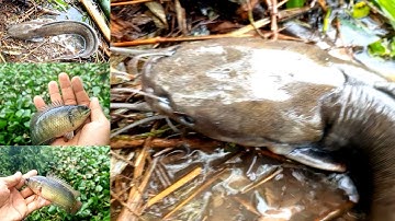 Câu cá rô đồng & cá trê cảm giác đụng chạm hàng khủng...