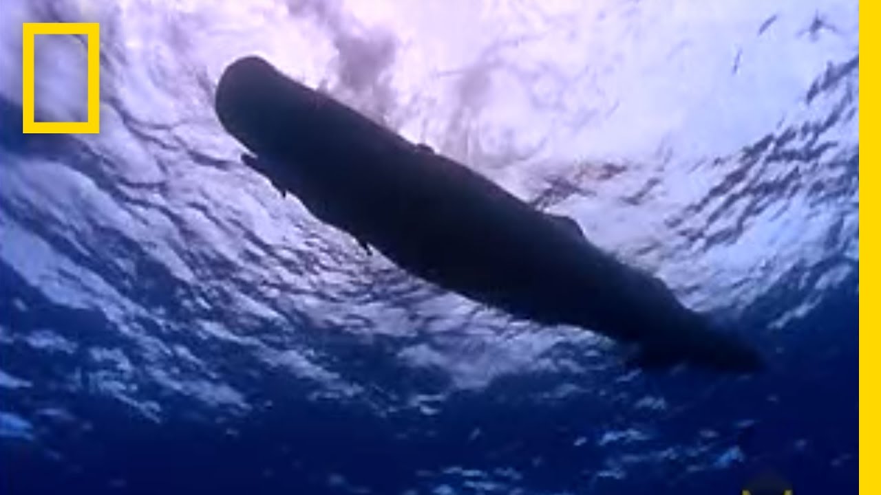 Sperm whale deep diving