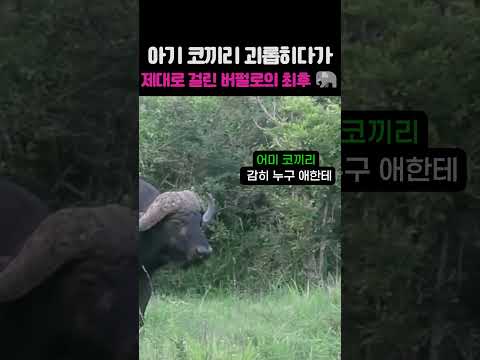 아기 코끼리 괴롭히다가 진짜 육상 최강자한테 제대로 걸린 버펄로의 최후 thumbnail