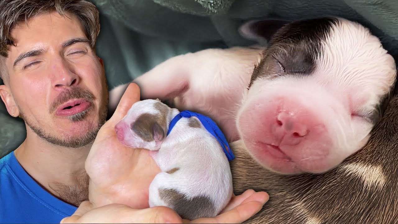 This Newborn Puppy Was So Small and Fragile…