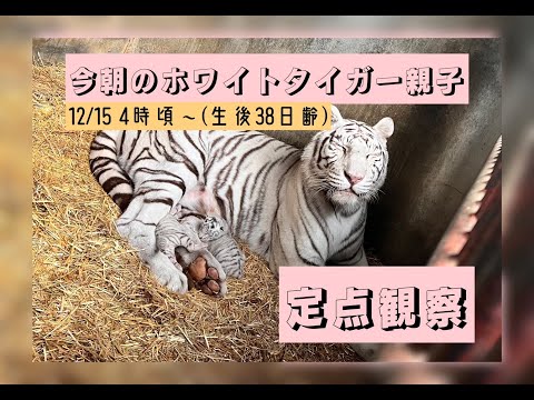 12/15 【朝のホワイトタイガー親子 定点観察】東武動物公園 公式