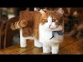 Cute is Not Enough - Funny Cats and Dogs Compilation #144