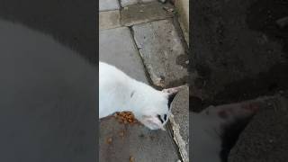 Beads ASMR 🌈 Relaxing Cat ReverseMagic#shorts #cat #satisfyingvideo #asmr #trendingshorts