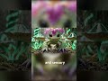 Palmon: The Bloom of Friendship