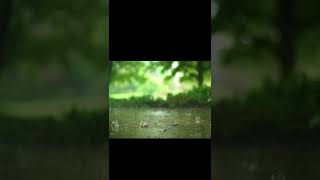 ASMR-- rain drop sound #asmr #asmrsounds #asmrsleep #asmrforsleep #asmrcommunity #asmrdeepsleep