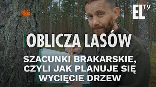Szacunki brakarskie, czyli jak planuje się wycięcie drzew | Oblicza lasów #42