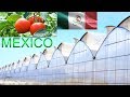 El México Soñador, Emprendedor y Exitoso - Mexicanos Construyen Gran Empresa Exportadora