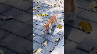 Pi̇şi̇k Və Si̇çan